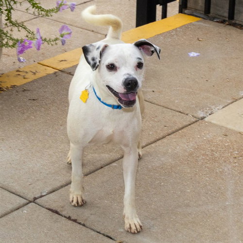 MILK, a dog for adoption from Humane Society of Missouri