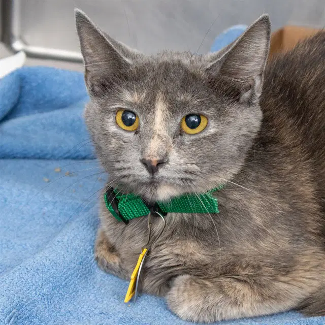 Miracle - Domestic Short Hair