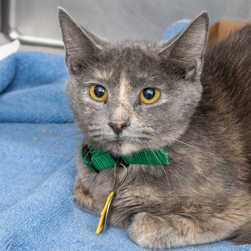 MIRACLE, a cat for adoption from Humane Society of Missouri