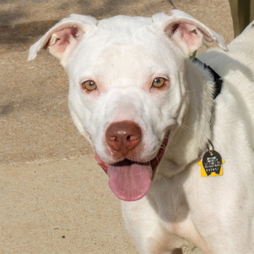 WILD FLOWER, a dog for adoption from Humane Society of Missouri
