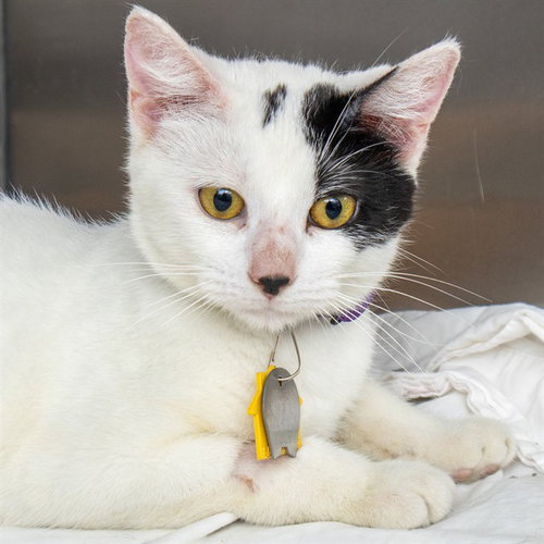 MONROE, a cat for adoption from Humane Society of Missouri