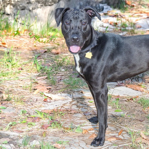 MIDNIGHT, a dog for adoption from Humane Society of Missouri