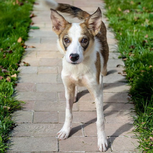 BOB, a dog for adoption from Humane Society of Missouri