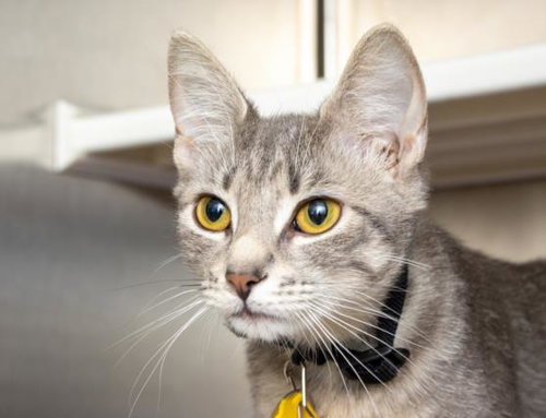 DIDI, a cat for adoption from Humane Society of Missouri