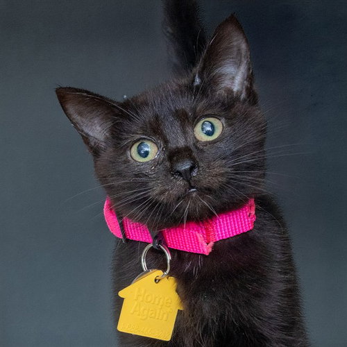 BLINKY, a cat for adoption from Humane Society of Missouri