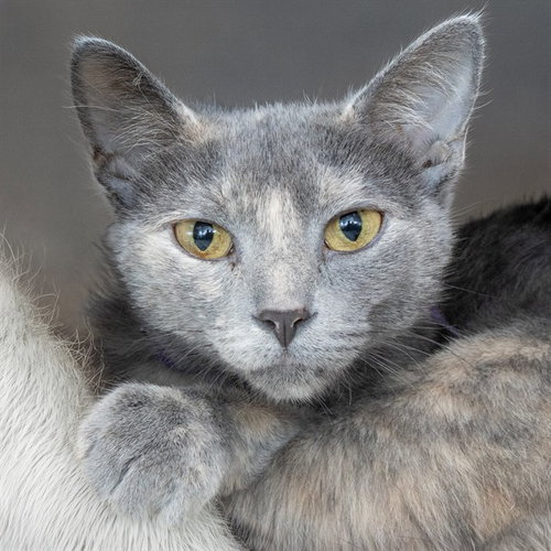 PERLA, a cat for adoption from Humane Society of Missouri