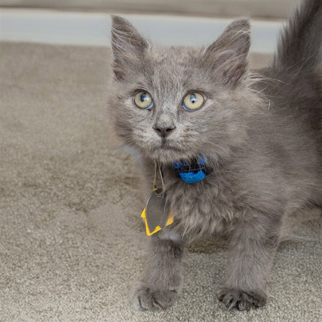 Dustin, Domestic Long Hair