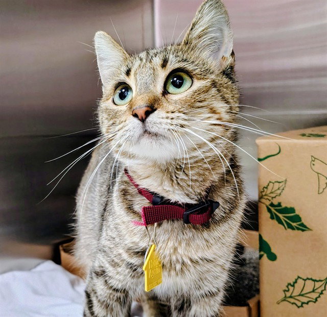 Dr Orchid, Domestic Short Hair