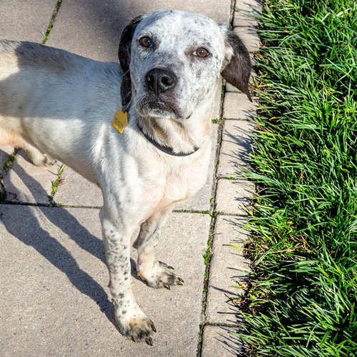 WAZZUPA, a dog for adoption from Humane Society of Missouri
