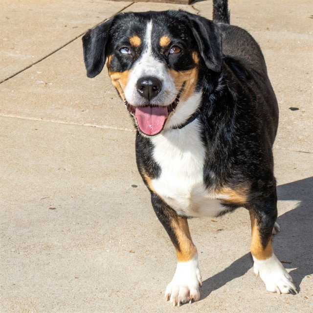 Sandra, Greater Swiss Mountain Dog