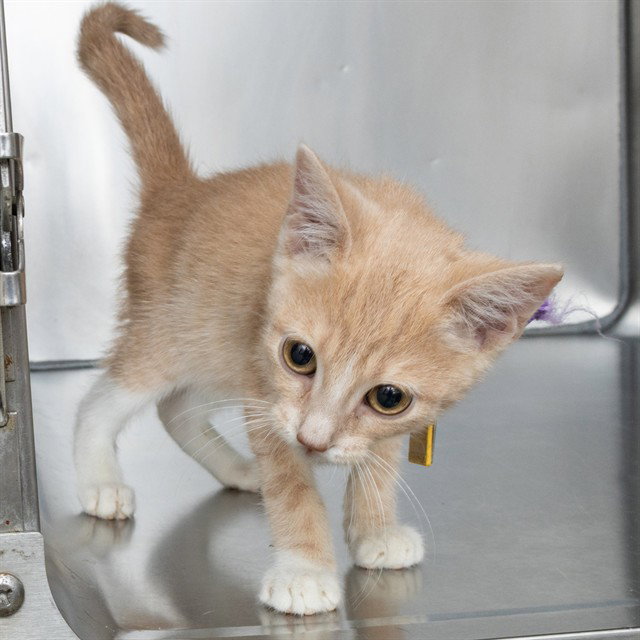 Gopher, Domestic Short Hair