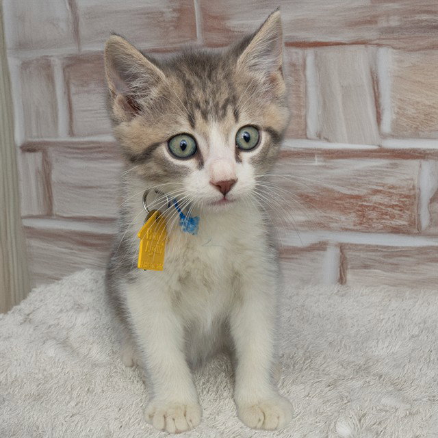 Little Bits, Domestic Short Hair