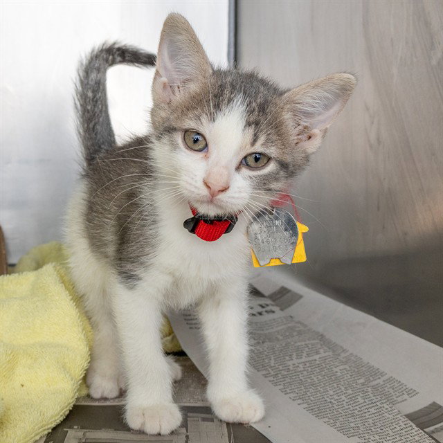 Bubbles, Domestic Short Hair