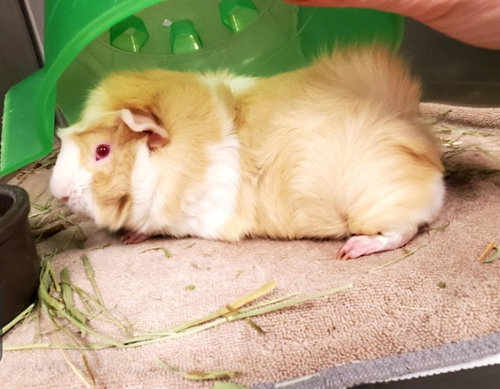 HOCUS, a guinea pig for adoption from Humane Society of Missouri