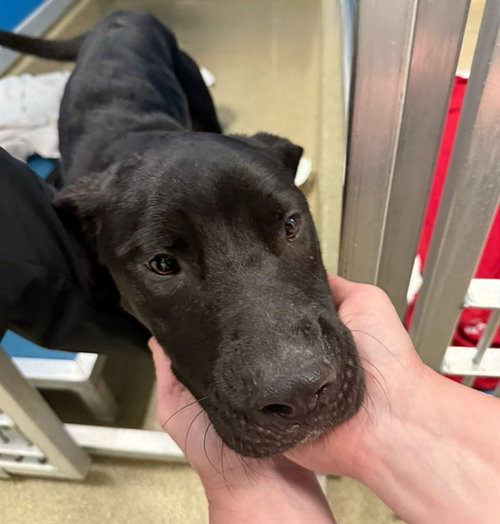 MARIMBA, a dog for adoption from Humane Society of Missouri