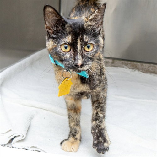 IRIS, a cat for adoption from Humane Society of Missouri