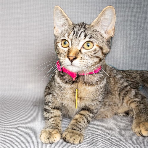 MINK, a cat for adoption from Humane Society of Missouri