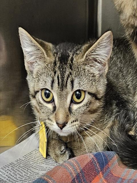 LILY, a cat for adoption from Humane Society of Missouri