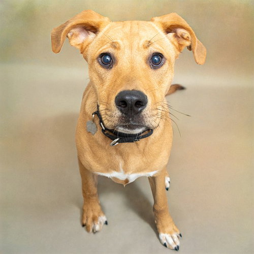 SUKI, a dog for adoption from Humane Society of Missouri