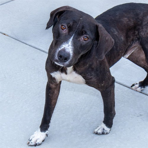 BEAVIS, a dog for adoption from Humane Society of Missouri