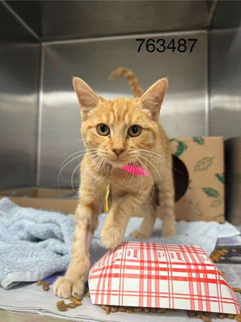 FLAME PRINCESS, a cat for adoption from Humane Society of Missouri
