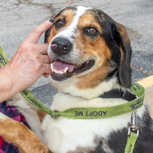 LINK, a dog for adoption from Humane Society of Missouri