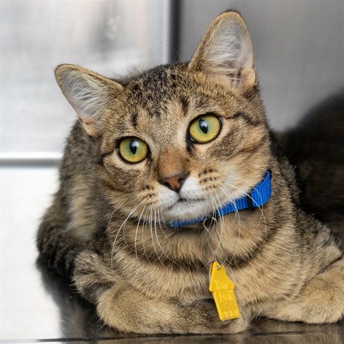 LIZZARD, a cat for adoption from Humane Society of Missouri