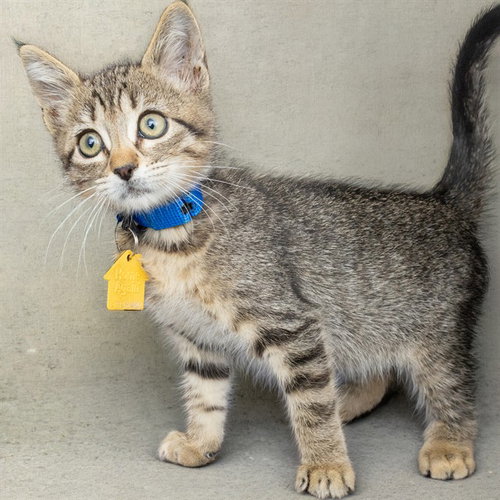 FIERY, a cat for adoption from Humane Society of Missouri