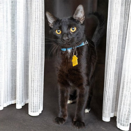 DUTCH, a cat for adoption from Humane Society of Missouri