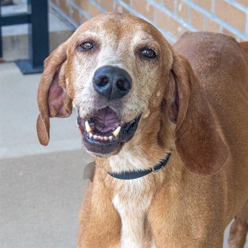 MARCUS, a dog for adoption from Humane Society of Missouri