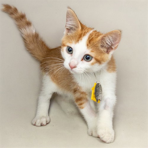CUDDLES, a cat for adoption from Humane Society of Missouri