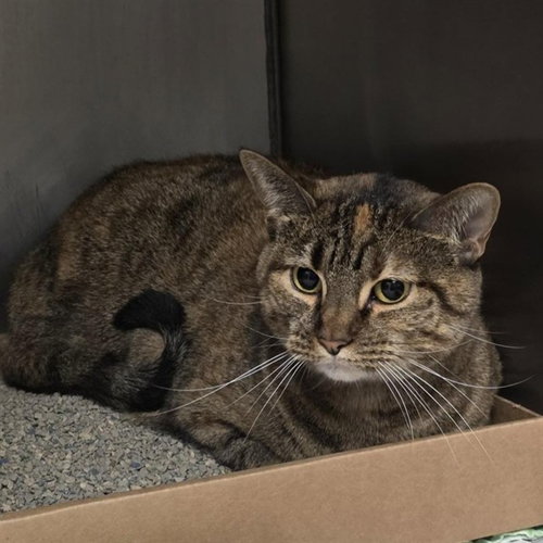 BIRDI, a cat for adoption from Humane Society of Missouri