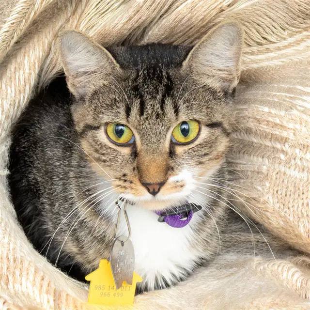 Katrina - Domestic Short Hair