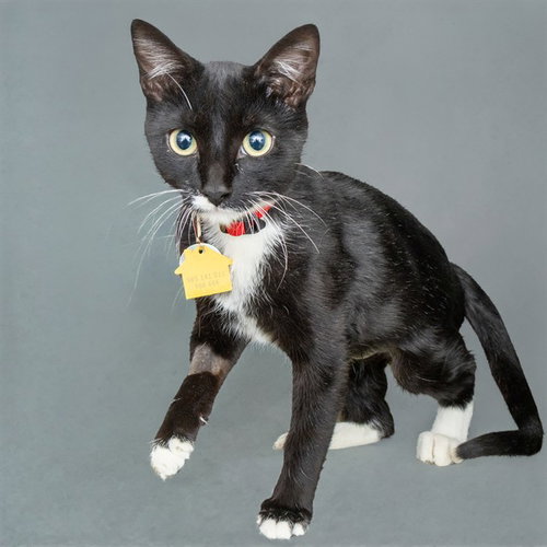 COTTONWOOD, a cat for adoption from Humane Society of Missouri