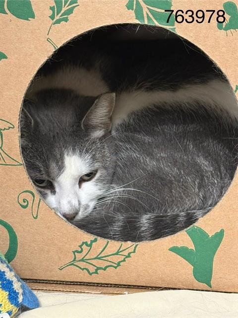 SKYE, a cat for adoption from Humane Society of Missouri