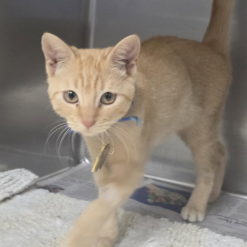BETTY, a cat for adoption from Humane Society of Missouri
