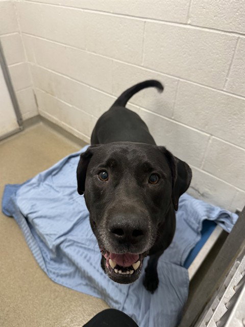 EDGAR, a dog for adoption from Humane Society of Missouri