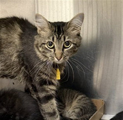 SUSAN, a cat for adoption from Humane Society of Missouri