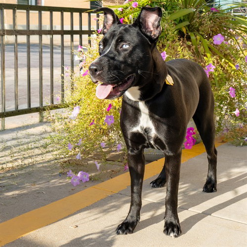 MIDNA, a dog for adoption from Humane Society of Missouri
