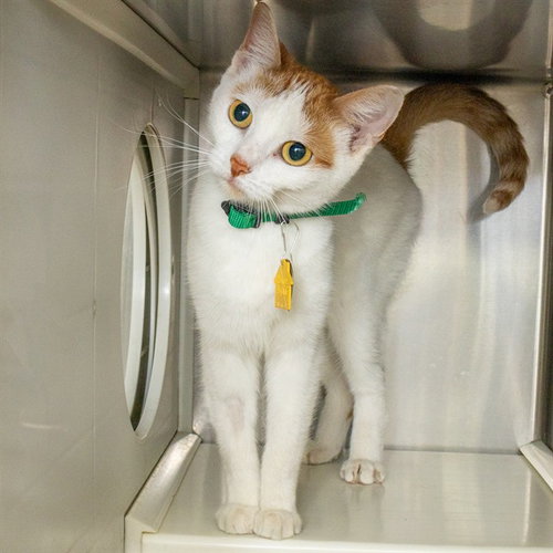 AISHA, a cat for adoption from Humane Society of Missouri