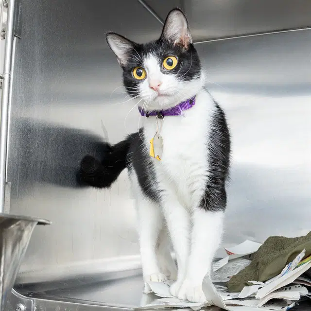 Bigfoot - Domestic Short Hair