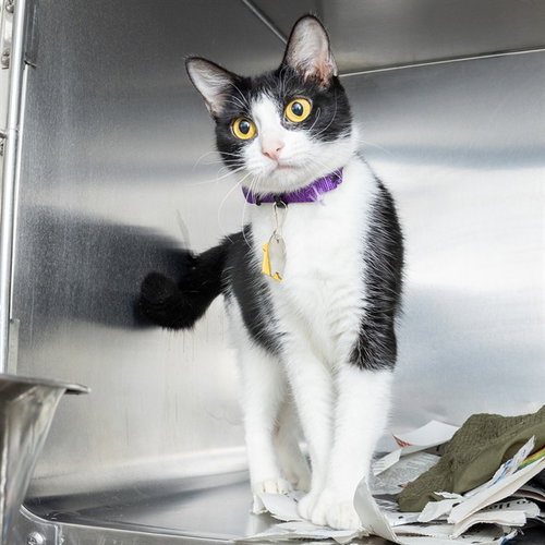 BIGFOOT, a cat for adoption from Humane Society of Missouri