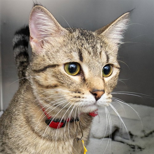 YETI, a cat for adoption from Humane Society of Missouri