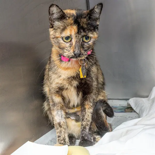 Sabrina - Domestic Short Hair