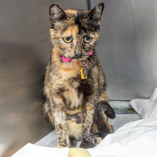 SABRINA, a cat for adoption from Humane Society of Missouri