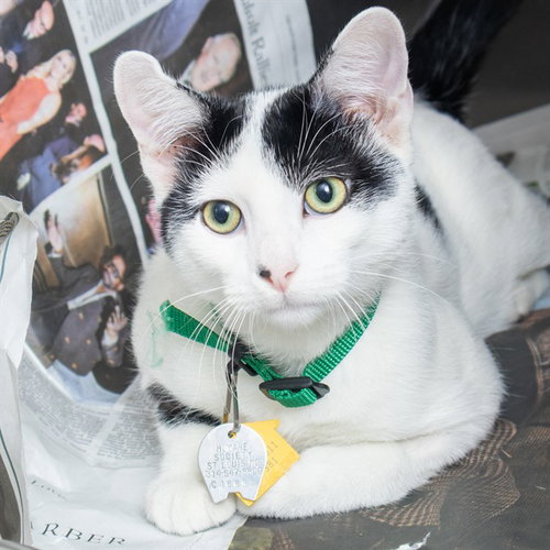 FROGMAN, a cat for adoption from Humane Society of Missouri