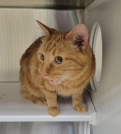 TONY TONY, a cat for adoption from Humane Society of Missouri