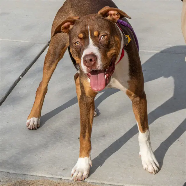 Jaskier - Pit Bull Terrier