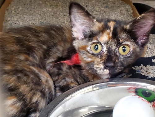 CHERRY, a cat for adoption from Humane Society of Missouri