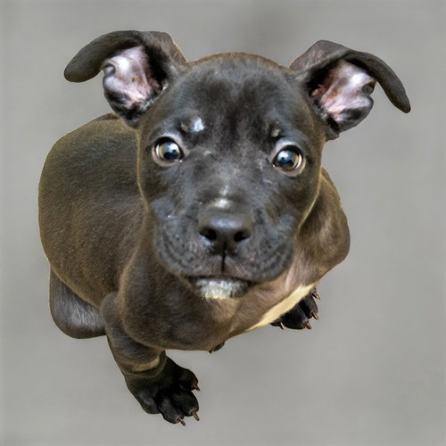 THUNDERBIRD, a dog for adoption from Humane Society of Missouri